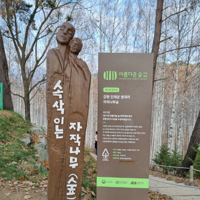 강원도 인제 속삭이는 자작나무 숲